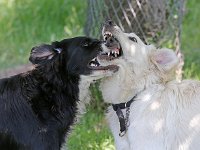 Puppys van Bliss040622-0161